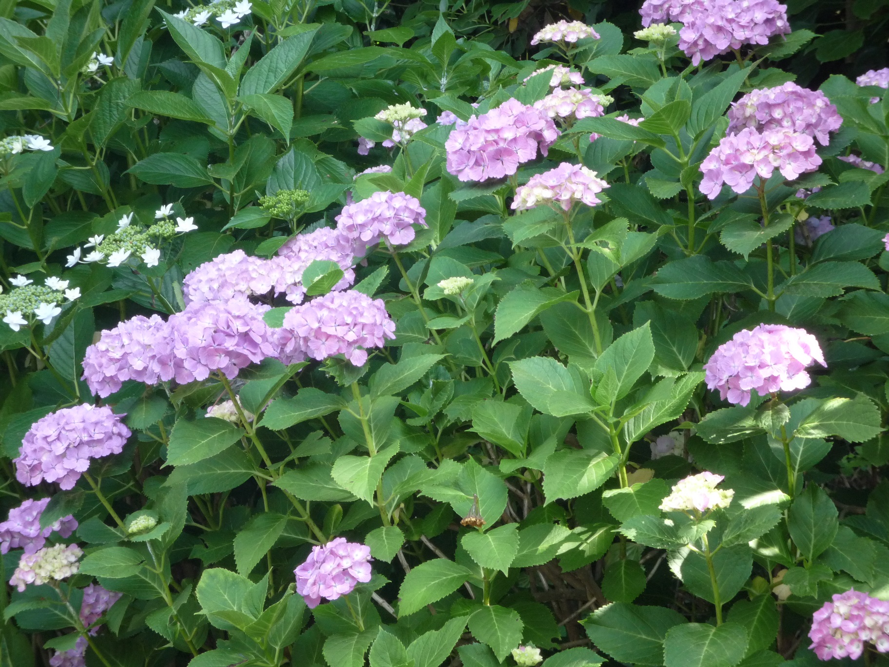 紫陽花の剪定の時期はいつ 挿し木の増やし方と小さくコンパクトにする方法があった 井戸端会議で花咲かせ