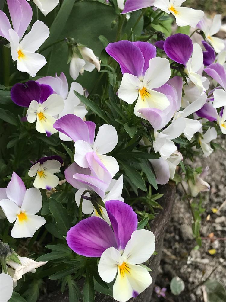 ビオラをたくさん咲かせるコツは 摘芯と植え替えでこんもり咲かす 動画でチェック 井戸端会議で花咲かせ