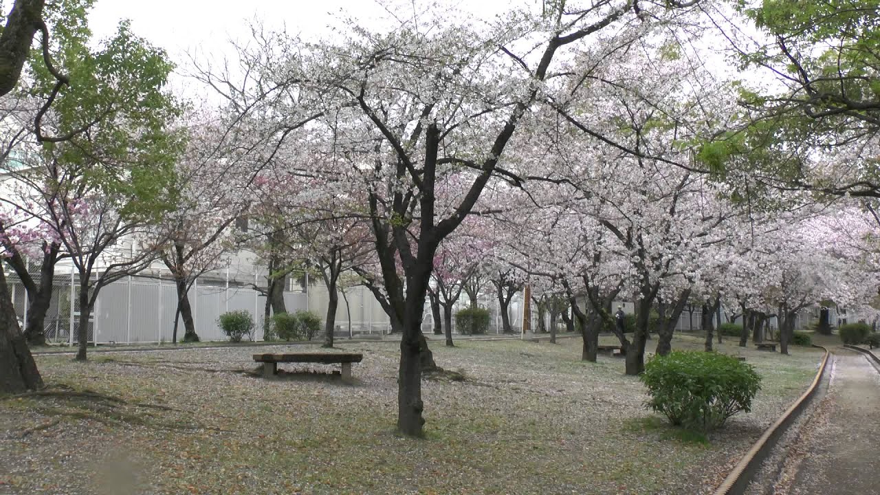 大阪桜の花見 穴場スポットはどこ 永楽ダム 岸和田城 天保山公園がお勧め 井戸端会議で花咲かせ