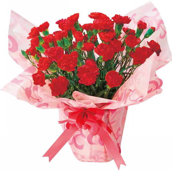 すべての美しい花の画像 綺麗なカーネーション 鉢植え 育て 方