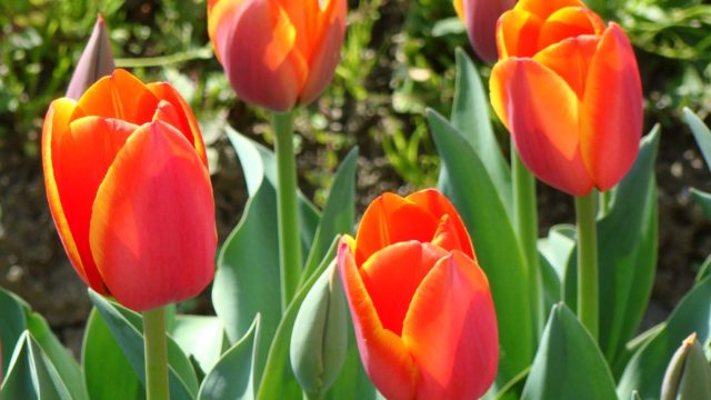 チューリップを翌年も咲かせる為の育て方と肥料や保存方法 井戸端会議で花咲かせ