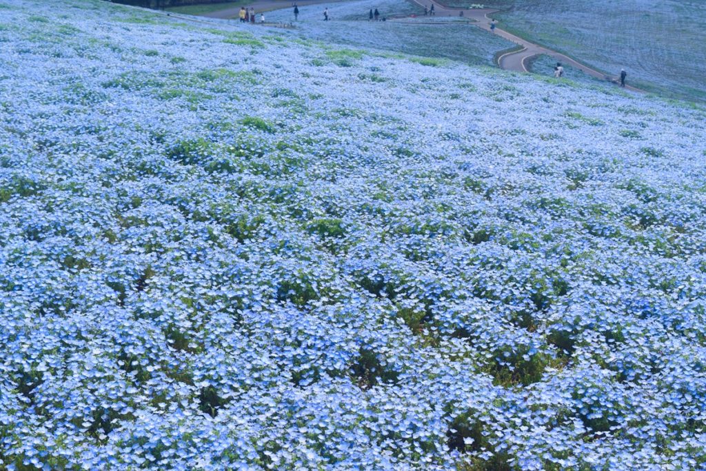 驚くばかり花 言葉 ネモフィラ 美しい花の画像