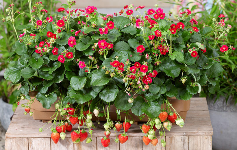四季なりイチゴ ローズベリーレッドの育て方は簡単 丈夫で育てやすい品種 井戸端会議で花咲かせ