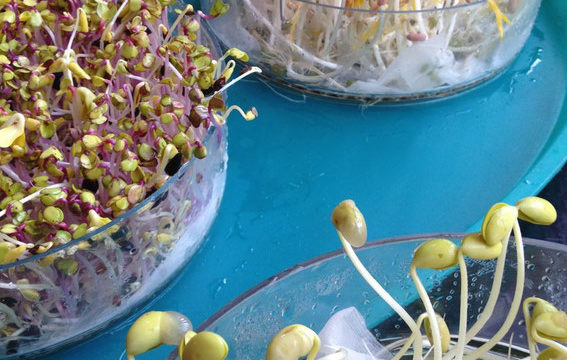 ハーブティー レモングラスの色々な効果と使い方や妊娠中の注意点 井戸端会議で花咲かせ