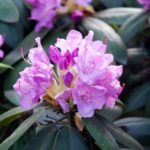 シャクナゲの上手な育て方のコツ 毎年咲かせるためにするべき対策をチェック 井戸端会議で花咲かせ