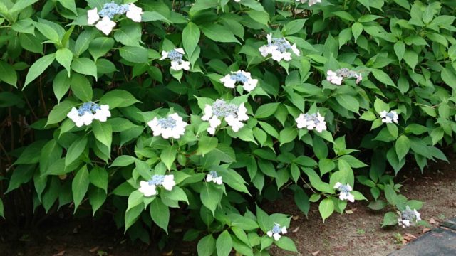 山アジサイの種類とおすすめ８選 育て方や剪定の時期 井戸端会議で花咲かせ