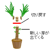 幸福の木の葉が茶色くなり始めた原因は 育て方と水やりのポイント 井戸端会議で花咲かせ