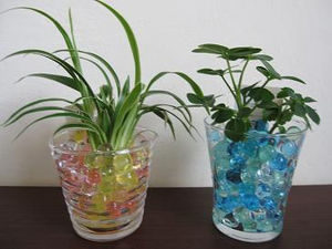 カラーサンドやプラントビーズでの観葉植物の育て方は簡単で手間いらず 井戸端会議で花咲かせ
