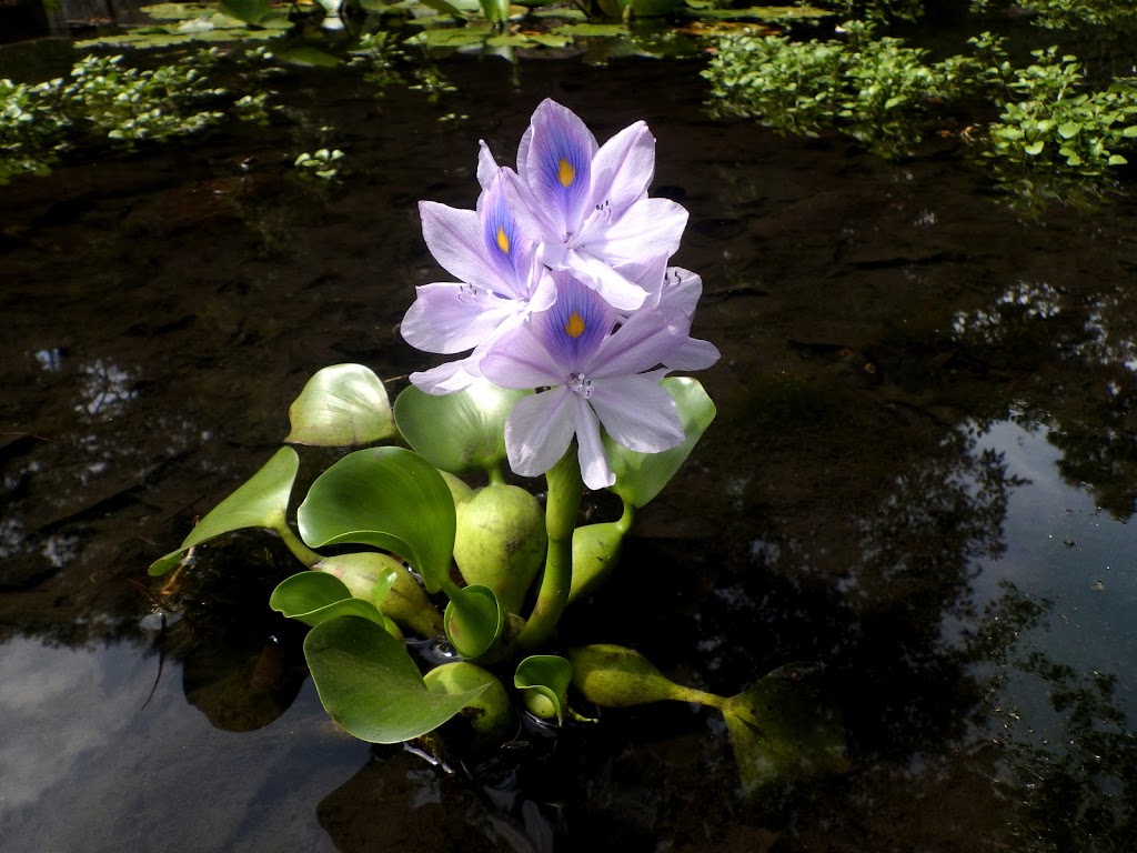 ベランダでビオトープとは メダカが喜ぶお勧めの水生植物の種類 井戸端会議で花咲かせ