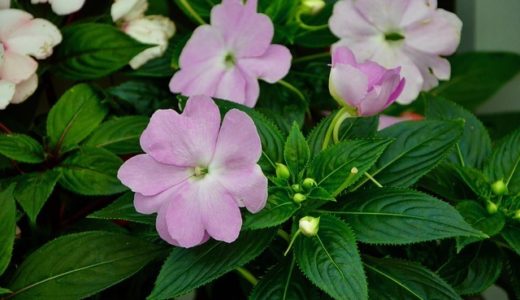 新感覚の寄せ植えギャザリングの作り方 少ない花でも豪華に見せる技法 井戸端会議で花咲かせ