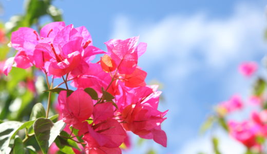 夏の花インパチェンスの育て方 ガーデニング初心者が失敗する原因 井戸端会議で花咲かせ