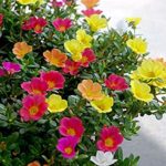 ポーチェラカの切り戻しの時期や挿し芽の方法と冬越しの仕方 井戸端会議で花咲かせ