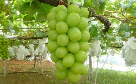 ブドウ の 種類 育てやすい品種を選ぶのがカギ ブドウの育て方と剪定や袋かけについて