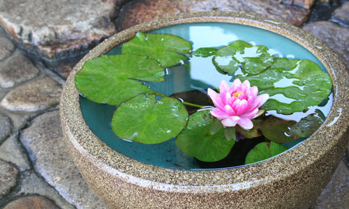 イヌサフラン コルチカム の球根の毒性と分球での花の増やし方 井戸端会議で花咲かせ