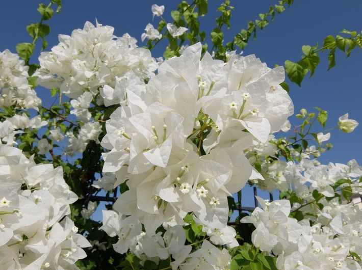 ブーゲンビリアの種類と花が咲かない時や蕾が落ちる時の対処法 井戸端会議で花咲かせ