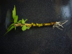ハイビスカスの挿し木での増やし方のポイントと珍しい品種 井戸端会議で花咲かせ