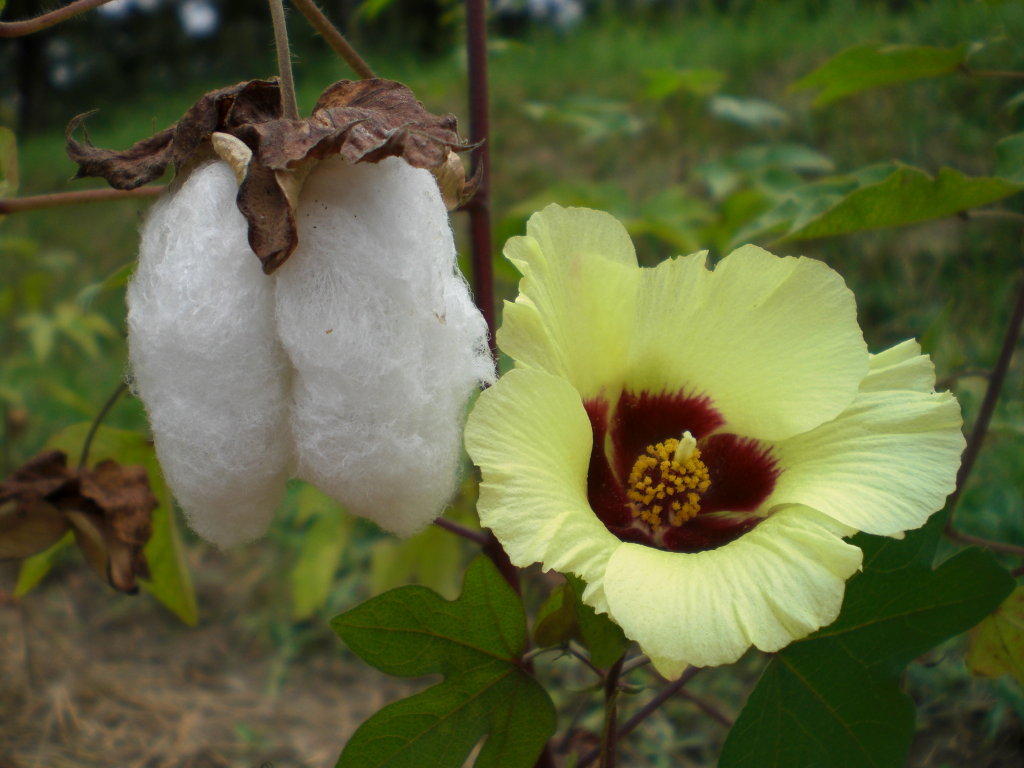 綿の花の育て方と収穫時期や採取時の注意点と綿の使い方 井戸端会議で花咲かせ