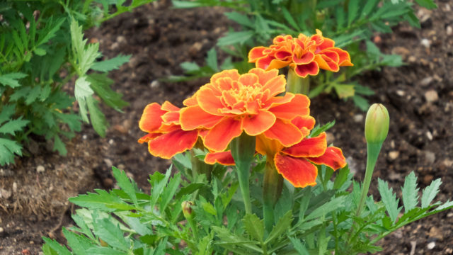 マリーゴールドは家庭菜園のコンパニオンプランツに欠かせない花 井戸端会議で花咲かせ