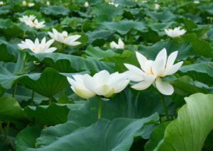 連島レンコン畑の蓮の花の見頃はいつ レンコンの栄養価と収穫時期 井戸端会議で花咲かせ