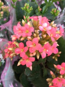 多肉植物カランコエの花が咲かないのはなぜ 開花させる為の短日処理 井戸端会議で花咲かせ