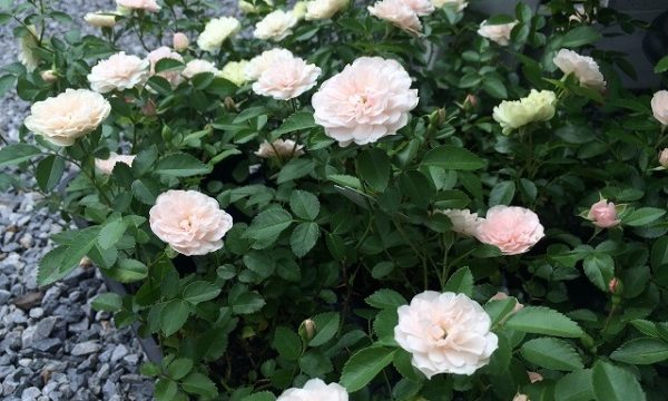 四季咲きミニバラ 人気のグリーンアイスの育て方のポイントと剪定 井戸端会議で花咲かせ