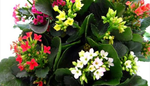 シャコバサボテンの葉が赤くなったりしわしわになる原因と対処法 井戸端会議で花咲かせ