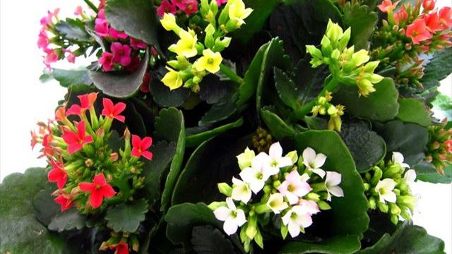 多肉植物カランコエの花が咲かないのはなぜ 開花させる為の短日処理 井戸端会議で花咲かせ