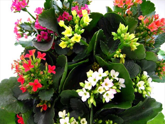 多肉植物カランコエの花が咲かないのはなぜ 開花させる為の短日処理 井戸端会議で花咲かせ