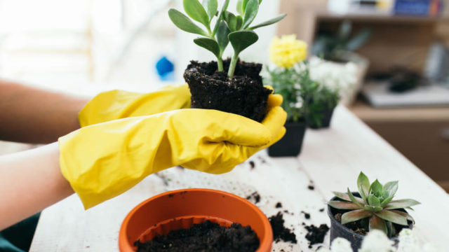 金のなる木の葉っぱが落ちる原因 植え替えの時期や増やし方のコツ 井戸端会議で花咲かせ