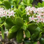 金のなる木に花が咲かないのはなぜ 開花させるコツは夏の水断ち 井戸端会議で花咲かせ