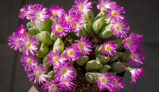 夏の花インパチェンスの育て方 ガーデニング初心者が失敗する原因 井戸端会議で花咲かせ