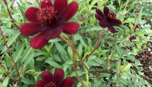 えんどうの植え付け時期はいつ 美味しく食べる収穫時期は３回ある 井戸端会議で花咲かせ