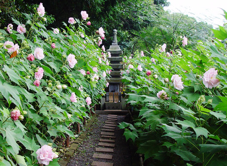 京都の芙蓉や酔芙蓉の花の名所3選 大乗寺の1300本の酔芙蓉が今が見頃 井戸端会議で花咲かせ