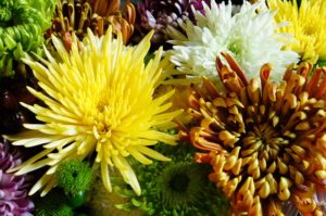 洋菊の種類と名前は 珍しい菊や品種改良した華麗な菊５選 井戸端会議で花咲かせ