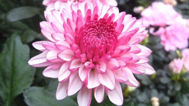 洋菊の種類と名前は 珍しい菊や品種改良した華麗な菊５選 井戸端会議で花咲かせ
