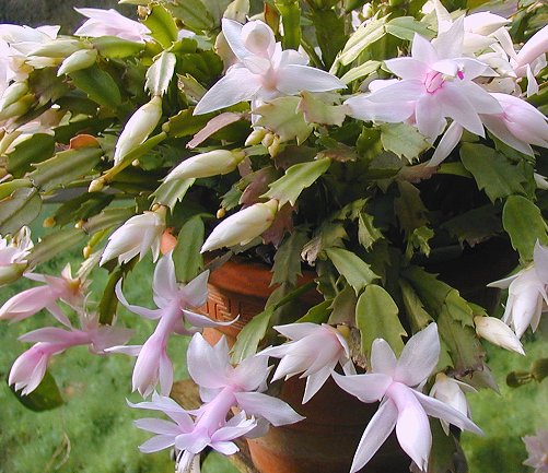 シャコバサボテンの蕾が落ちる原因とは ４つの対処法のポイント 井戸端会議で花咲かせ