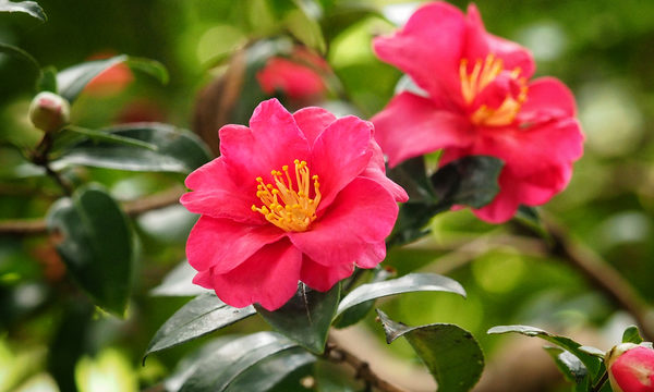 椿や山茶花の害虫駆除と予防法 毛虫チャドクガの毒針が刺さったら 井戸端会議で花咲かせ