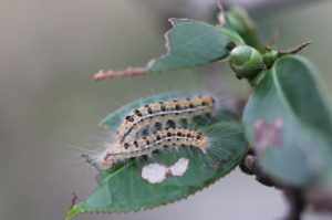 椿や山茶花の害虫駆除と予防法 毛虫チャドクガの毒針が刺さったら 井戸端会議で花咲かせ