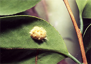 椿や山茶花の害虫駆除と予防法 毛虫チャドクガの毒針が刺さったら 井戸端会議で花咲かせ