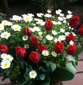 ガーデニング初心者におすすめの花はこぼれ種で毎年咲く花 井戸端会議で花咲かせ