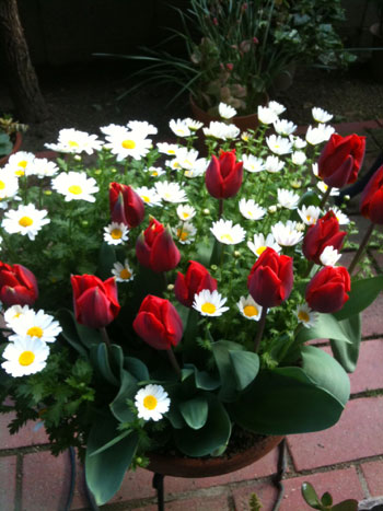 初めてのガーデニングでお勧めの花は こぼれ種で毎年咲く花ノースポール 井戸端会議で花咲かせ