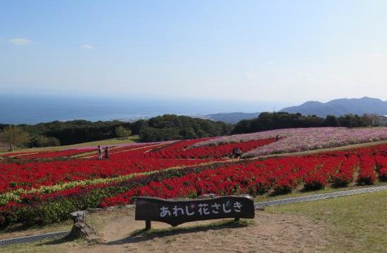 八重咲きインパチェンスカリフォルニアローズの花が咲かない原因 井戸端会議で花咲かせ